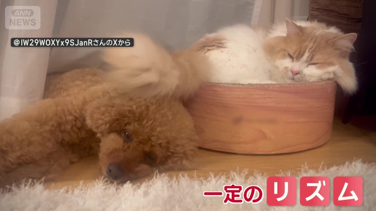 一定のリズムでポンポン