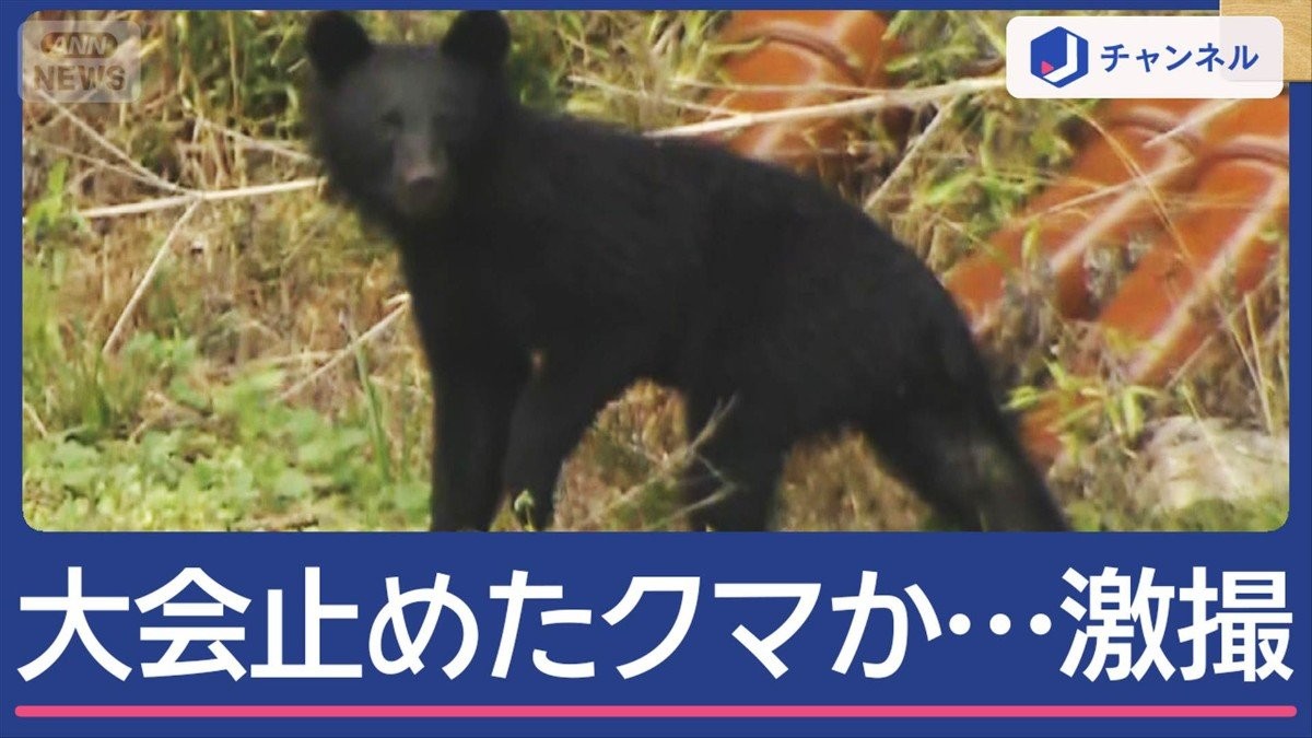 激撮!ゴルフ大会止めたクマか 北海道では住宅の庭に「座った」