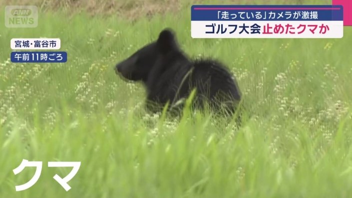 田んぼの中を跳ねるように歩く