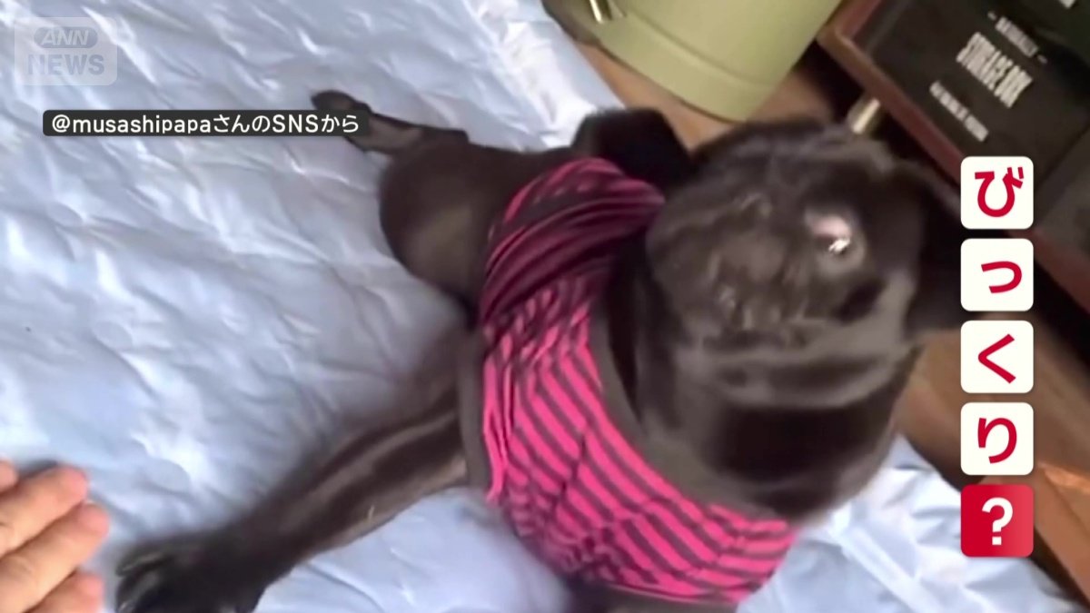 飼い主がマネするとビックリ？