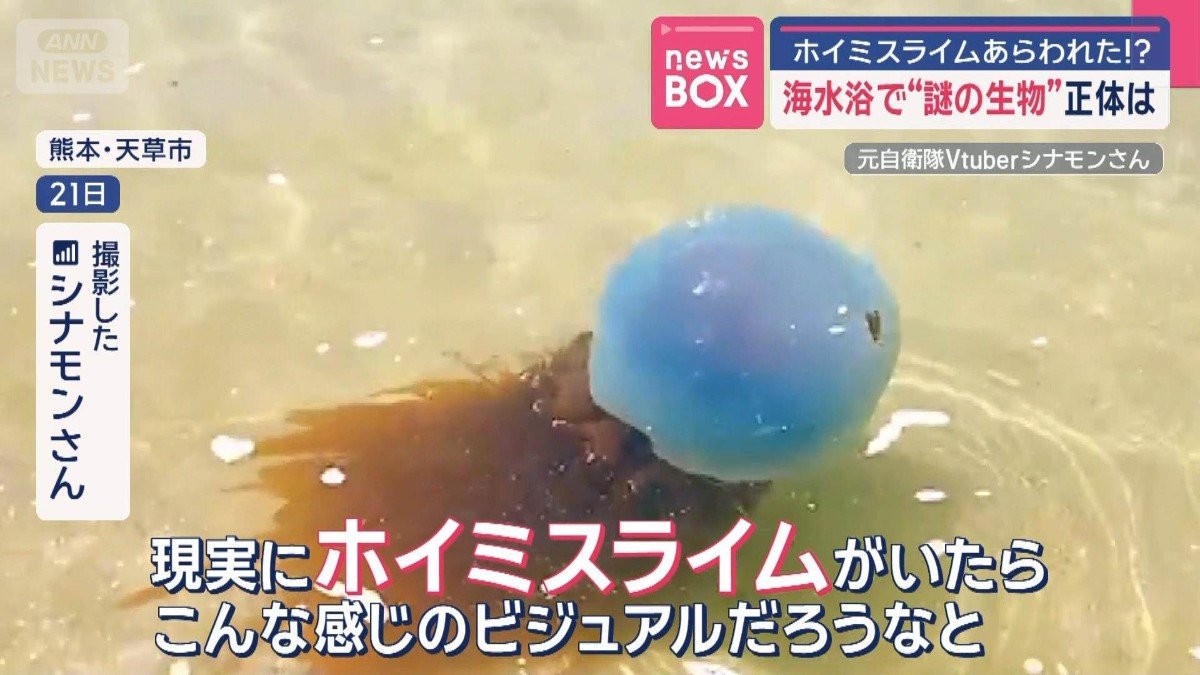 海水浴場に“謎の生物”正体は？　ホイミスライムあらわれた!?