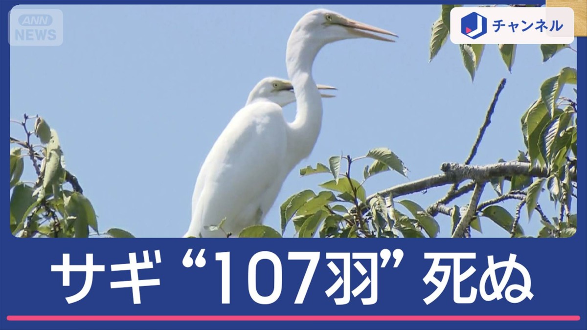 サギ107羽“大量死”市が謝罪…なぜ？