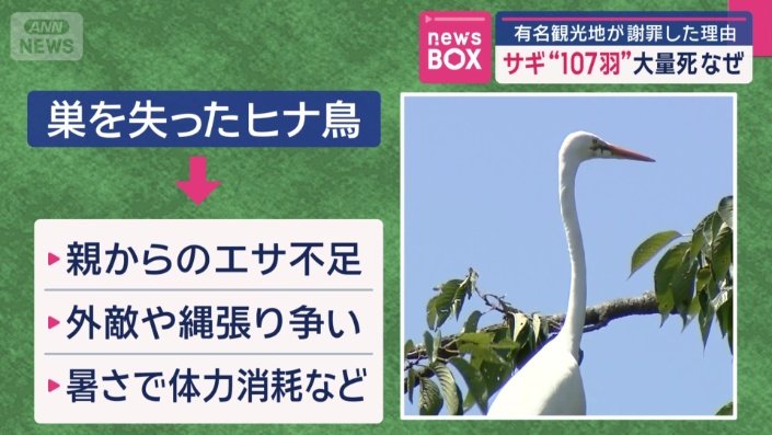 伐採で住処を失ったヒナ鳥