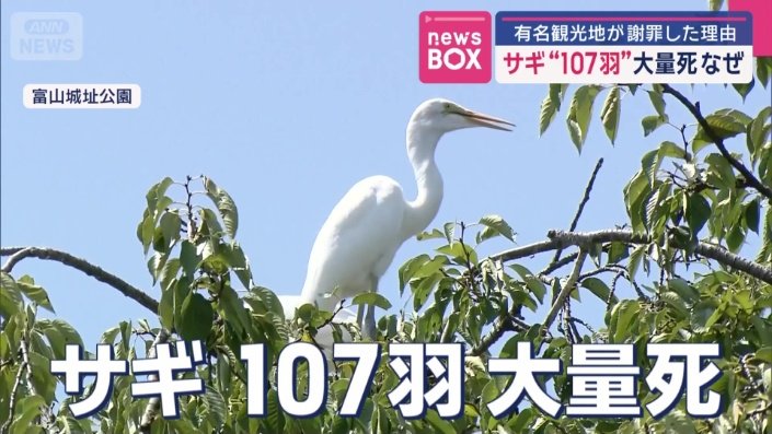 107羽のサギの死骸が見つかった