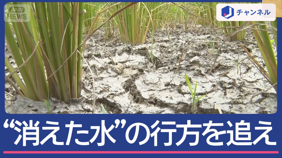 ダム放水でも…下流の水田カラカラ　消えた水の行方は