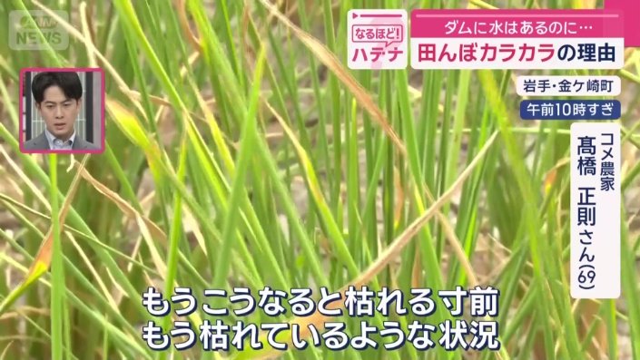 赤くなった葉先