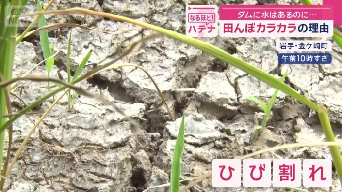 本来なら10センチ程の水が張られる時期だが…