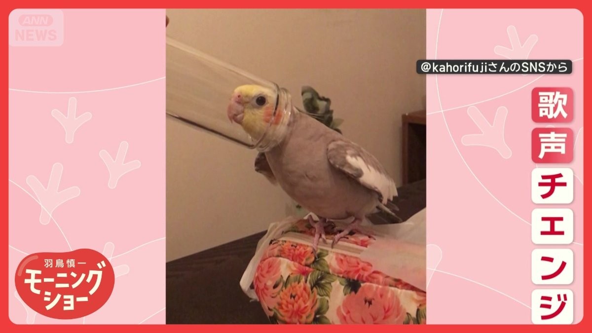 不思議！筒をかぶると…歌声がガラッとチェンジ　ご機嫌インコさん　なぜ声変わる？