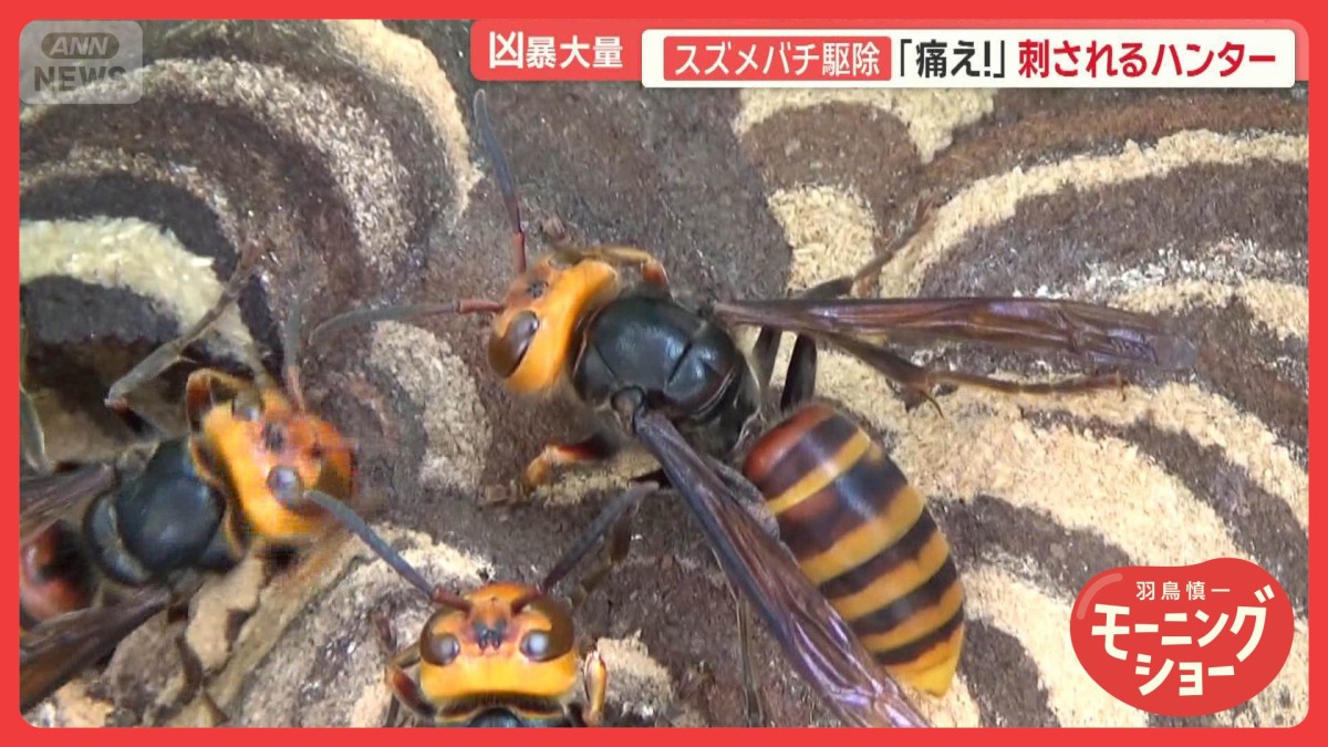 恐怖…住宅街に“最強”スズメバチ　巣が巨大化　ハンター歴戦の技“麻酔作戦”