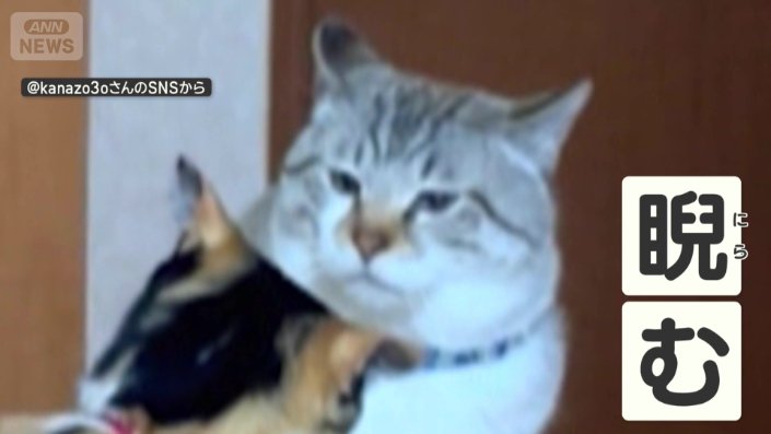 三毛猫がちょっかいを出すと、にらみつけられ…