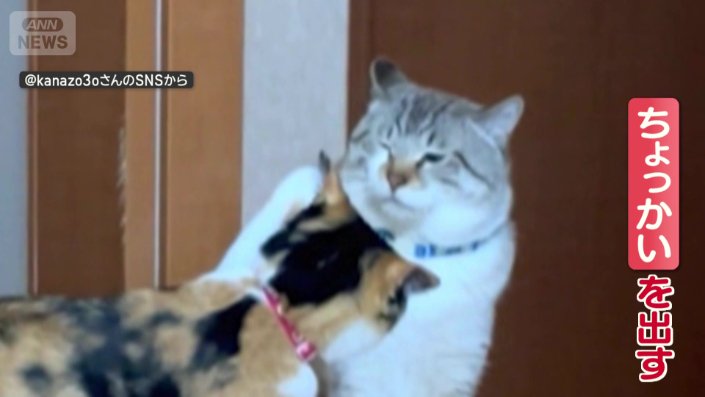 三毛猫が顔にちょっかいを出すと…