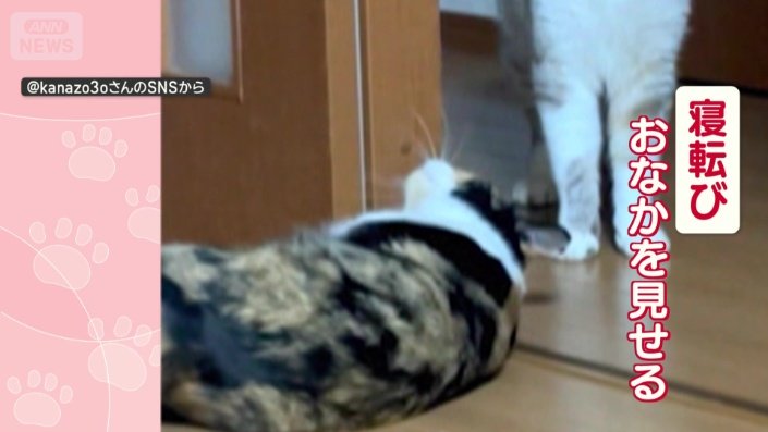 寝ころび、おなかを見せ出した三毛猫ちゃん