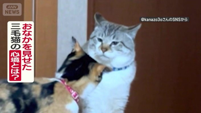 みみねこくんとちゃちゃまるちゃん