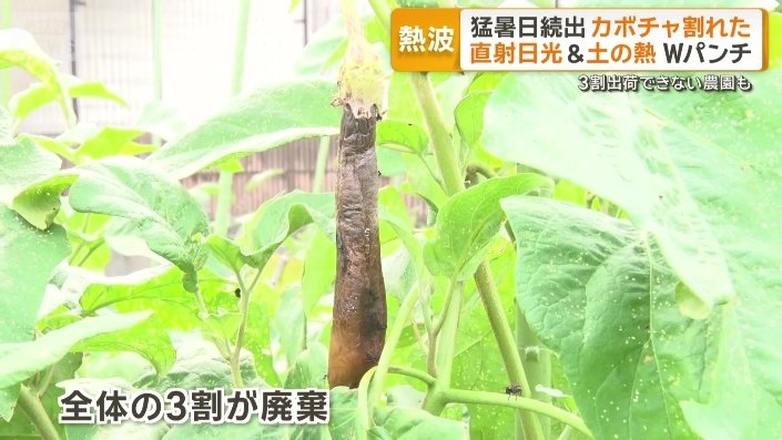 全体の3割が廃棄