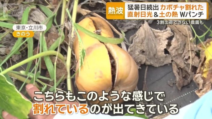 バターナッツカボチャが割れてしまった