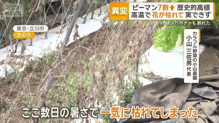 「数日の暑さで一気に枯れてしまった」