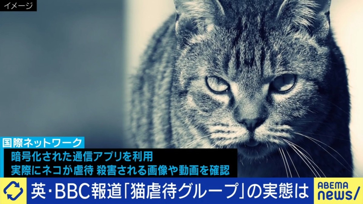「絶対的な弱者に向けて攻撃する」歪んだ攻撃性と自己顕示欲 世界で広がる“動物虐待”の闇 数千人参加のネコ虐待グループが残酷な動画を公開