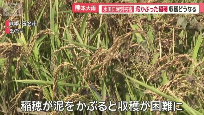 稲穂が泥をかぶると収穫が困難に