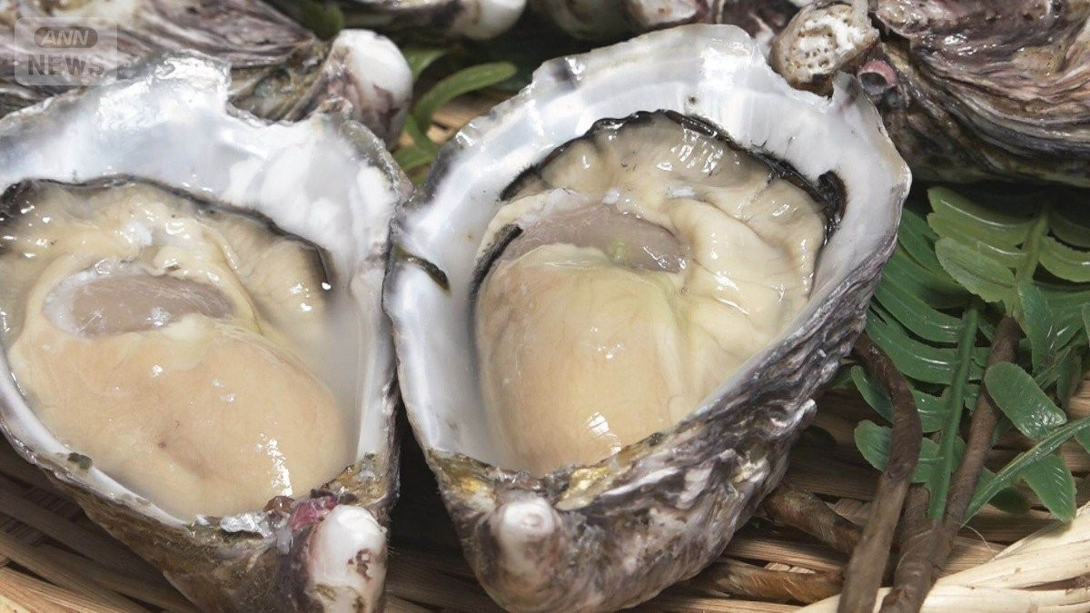東京湾の「江戸前オイスター」　年間30万個を出荷　うまさの秘密は養殖方法にあり