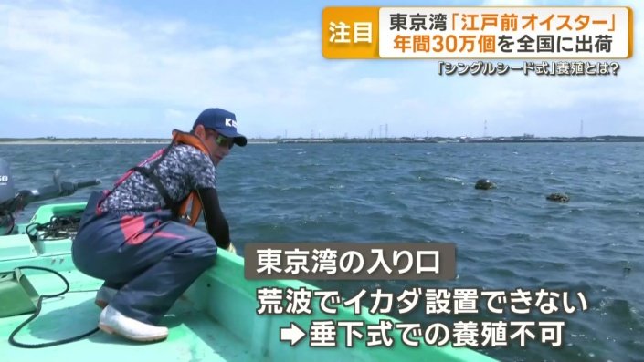 東京湾の入り口では垂下式での養殖不可
