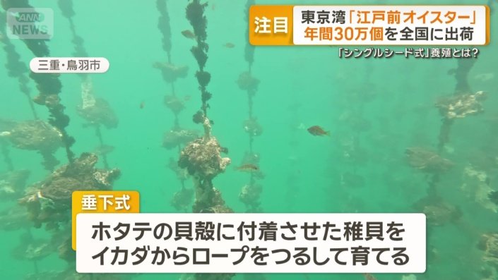 一般的なカキ養殖「垂下式」