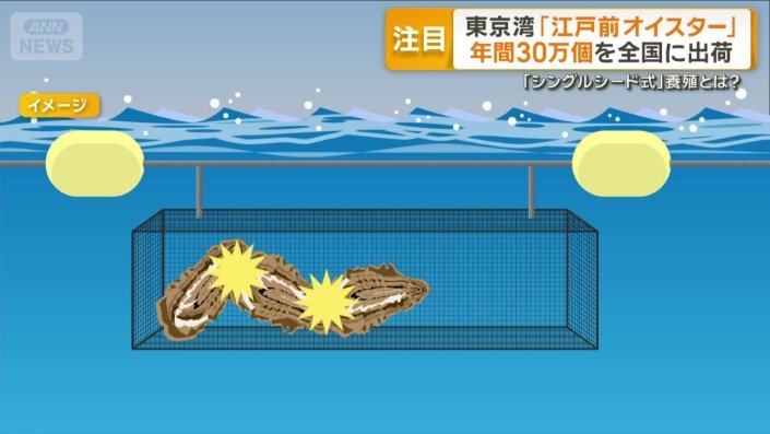 シングルシード養殖で身入りの良いカキに