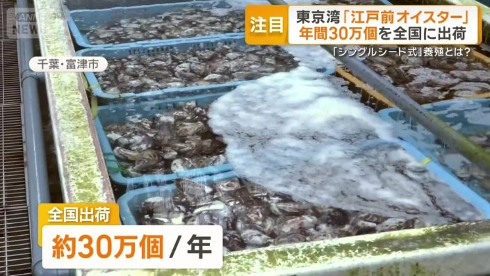 年間30万個のカキを全国に出荷