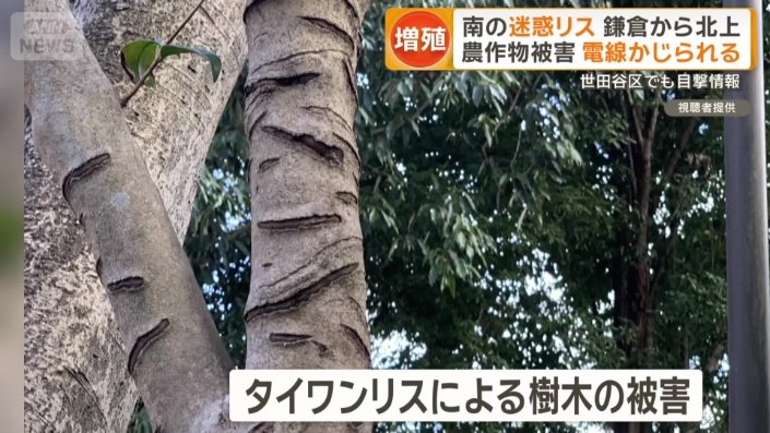 樹木の被害