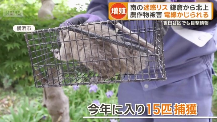 すでに15匹捕獲