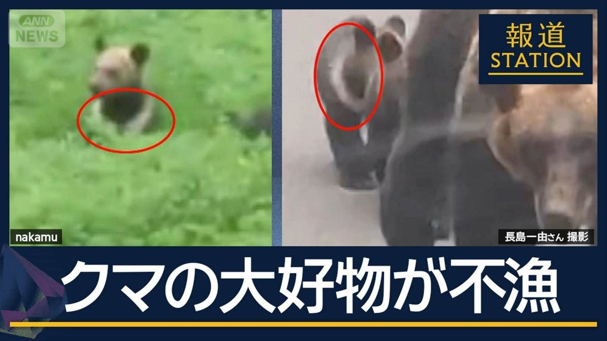 マスの不漁が影響か…畑も被害 クマに襲われた男性の遺体発見 子連れのヒグマ3頭駆除