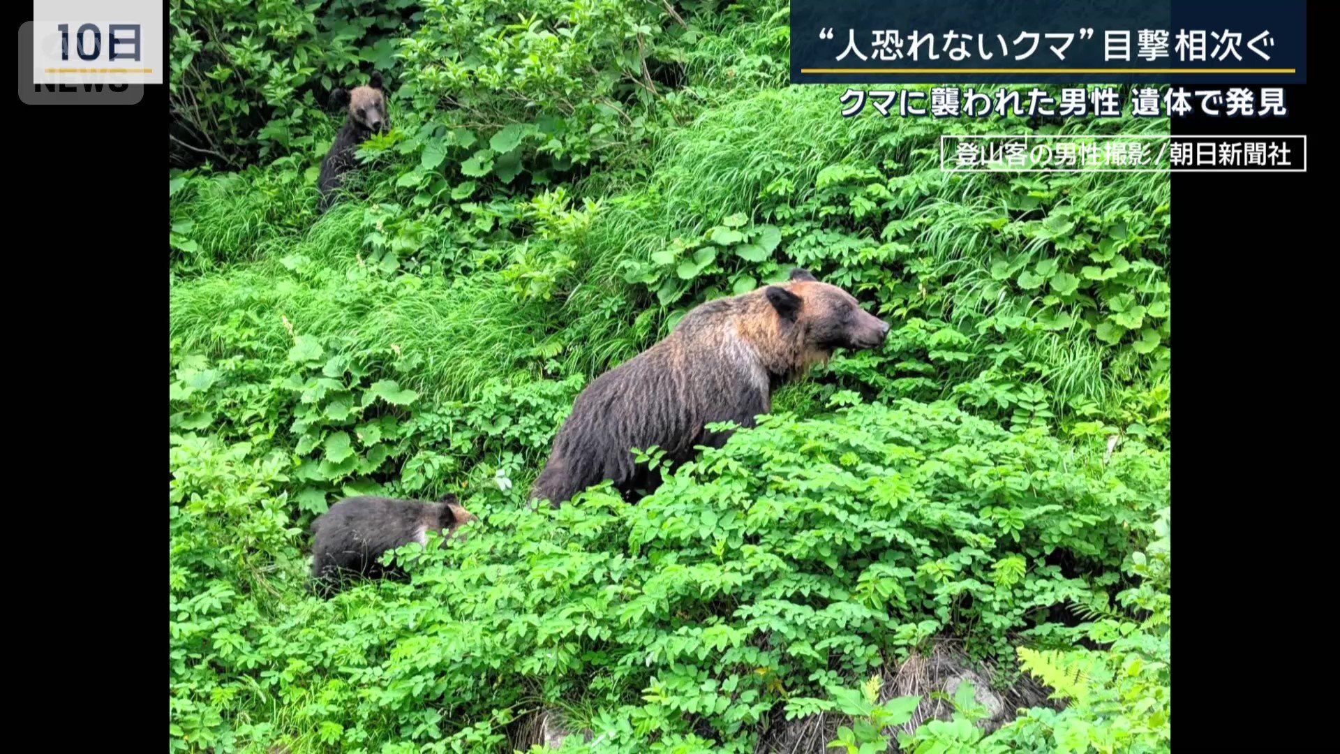 親子グマ
