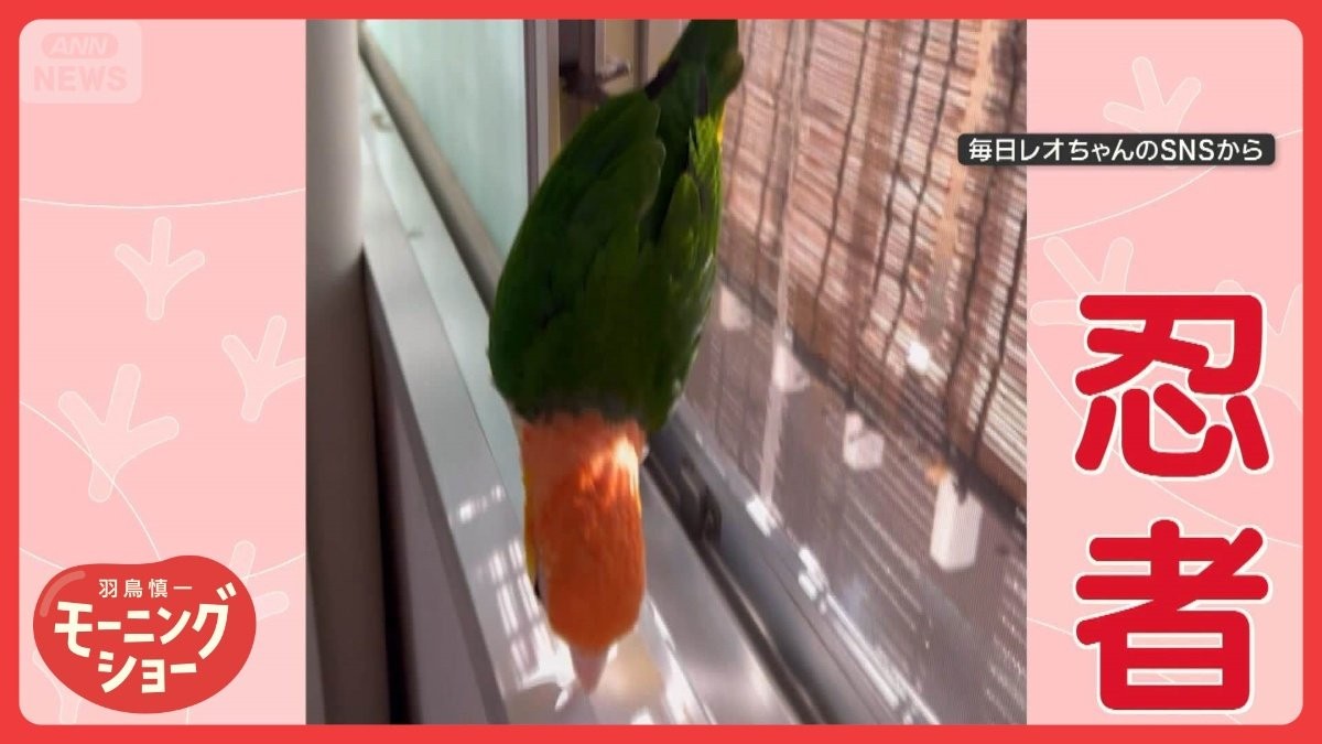窓枠をスーッ　なんだその動き！？　まるで忍者なインコさん　なぜ滑り降りる？