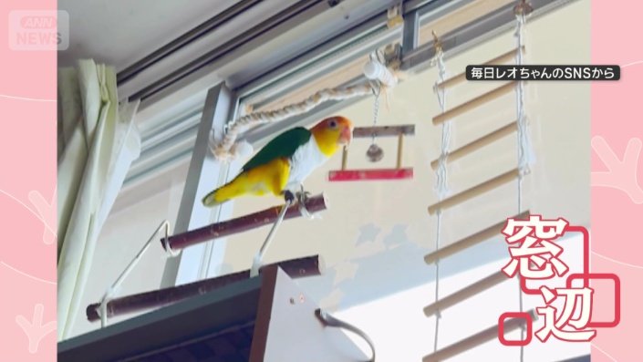 窓辺で遊んでいるシロハラインコ