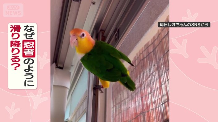 シロハラインコのレオちゃん(7)