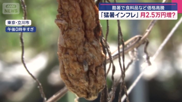 無残に変わり果てたキュウリ