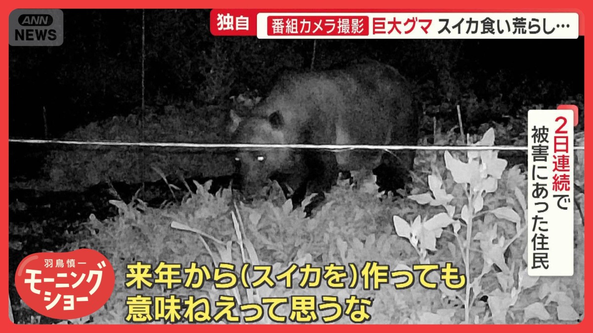全国で相次ぐクマ被害　番組カメラが捉えた巨大グマの行動　スイカ食い荒らし…