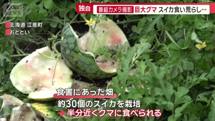 栽培していた約30個のスイカ半分近くを食べられた