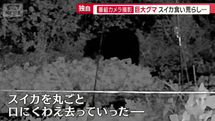 巨体を揺らし畑に姿を見せた一頭のクマ