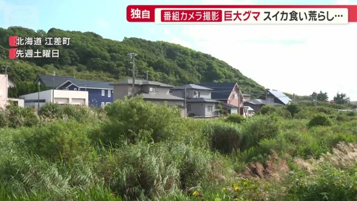 函館に程近い江差町でもヒグマ被害