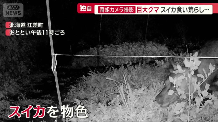 再び現れたクマ