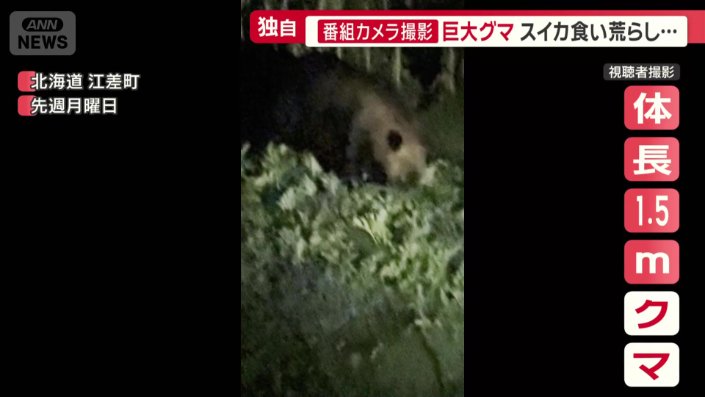 体長1.5メートルほどあるクマ