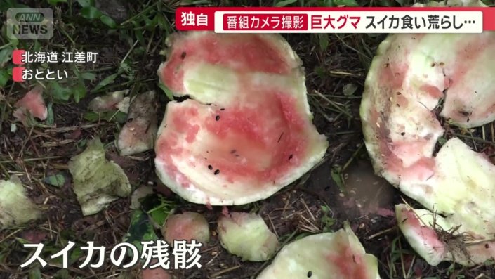 スイカの残骸