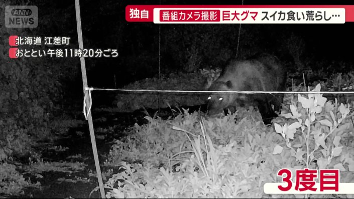 3度目にしてようやく全貌を現した巨大なクマ