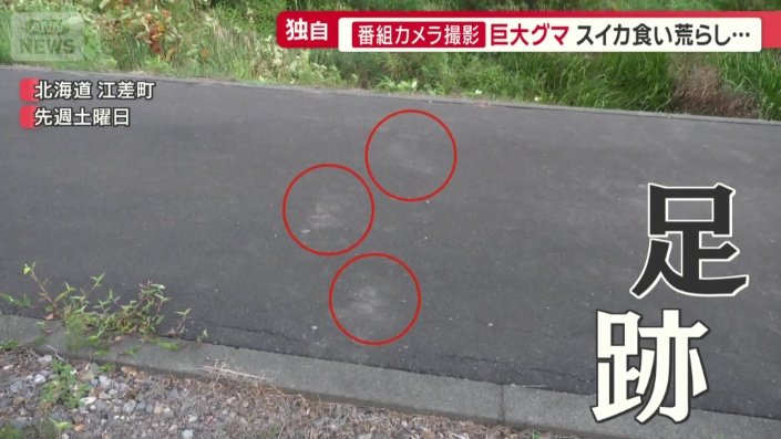 近くの道路にはクマの足跡らしき痕跡