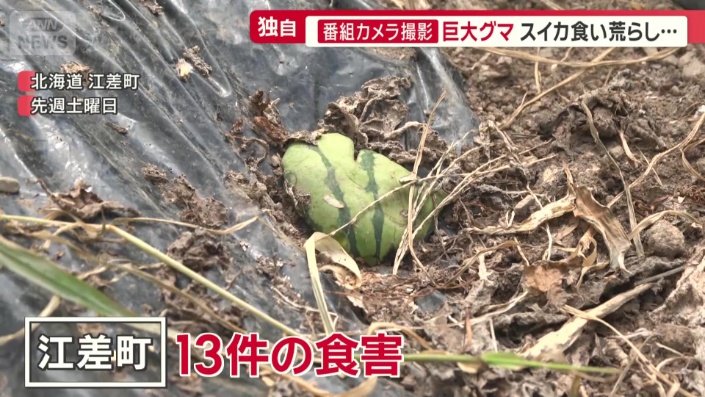 スイカなど食い荒らされた跡が13件見つかった