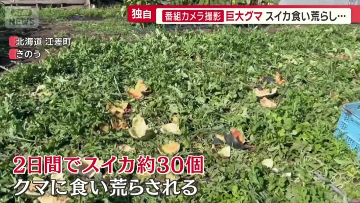 2日間で約30個のスイカを食い荒らされた