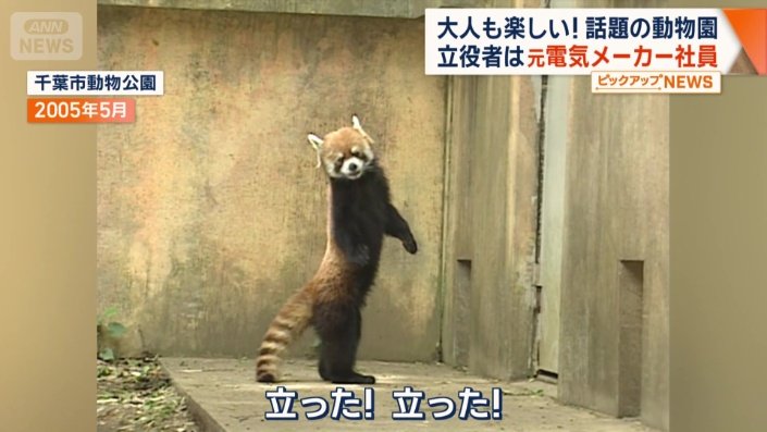 レッサーパンダ「風太くん」（2005年5月）