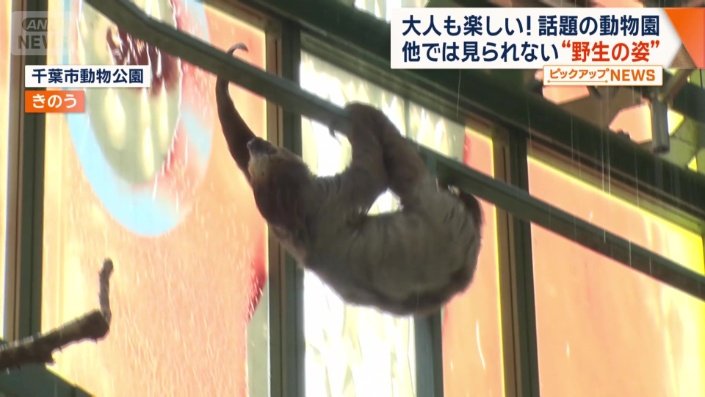 移動するナマケモノ