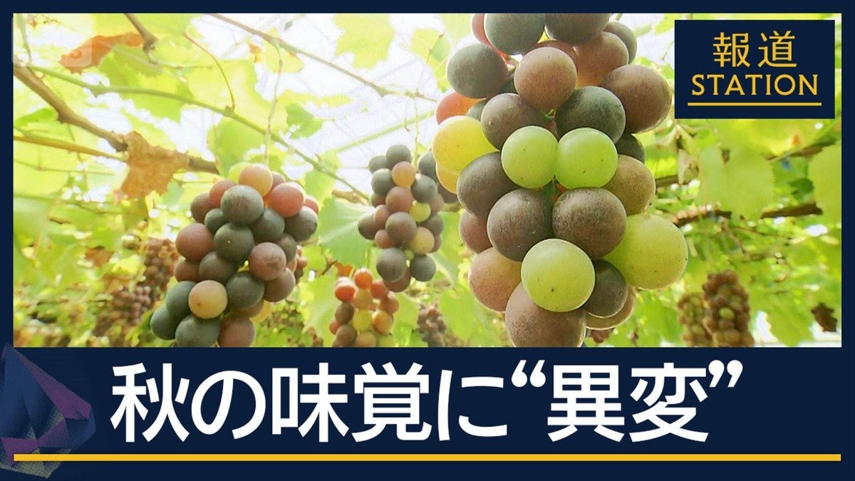 気象庁「夏が長引く見通し」猛烈残暑…秋の味覚に“異変”ぶどうの色づき遅れ