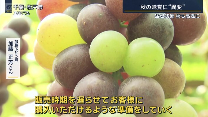 加藤ぶどう園　加藤正芳さん